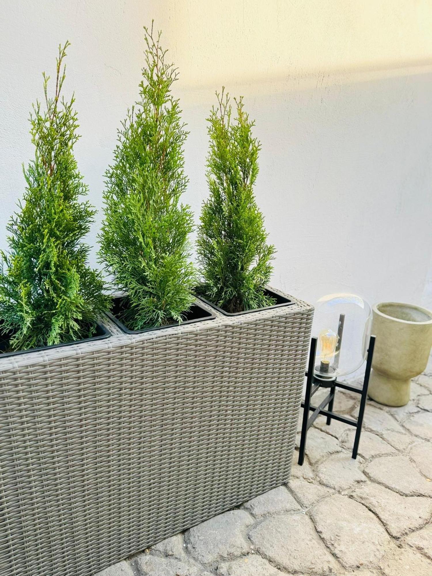 Serbian House 蒂米什瓦拉 外观 照片