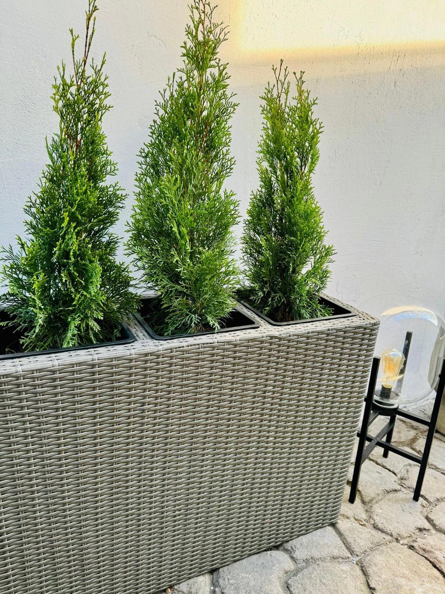 Serbian House 蒂米什瓦拉 外观 照片